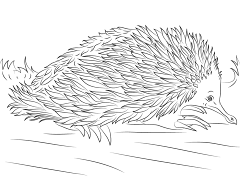 Cute Short Beaked Echidna Coloring Page